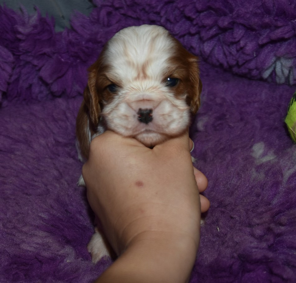 de la maison du ryez - Chiots disponibles - Cavalier King Charles Spaniel