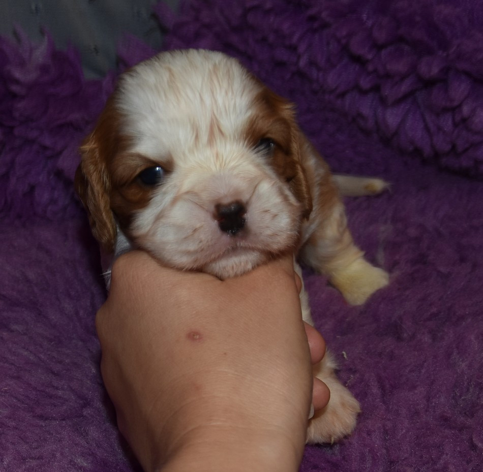 de la maison du ryez - Chiots disponibles - Cavalier King Charles Spaniel