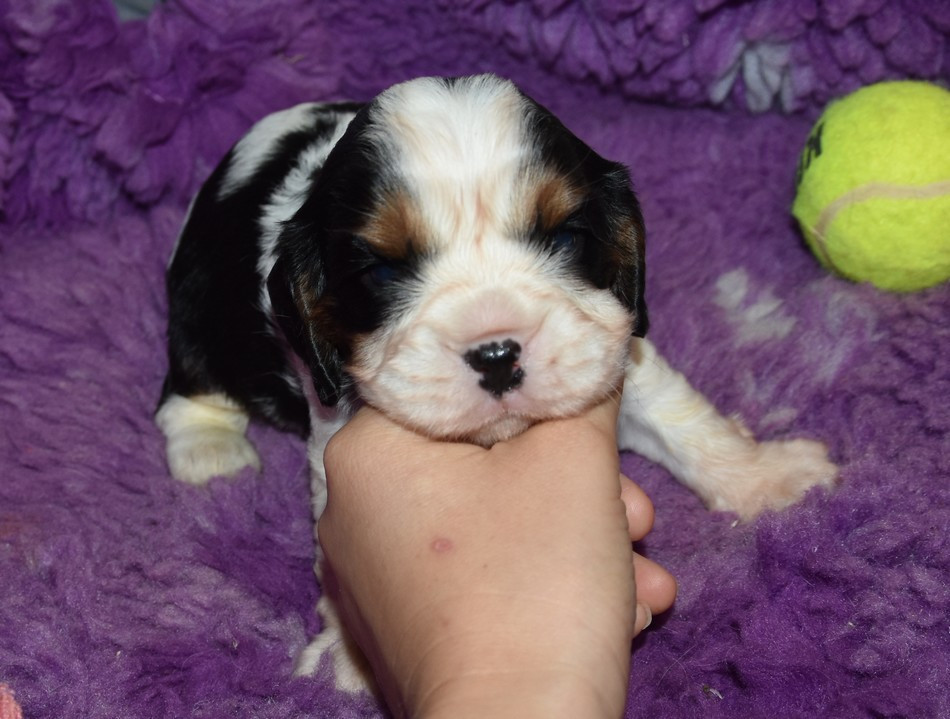 de la maison du ryez - Chiots disponibles - Cavalier King Charles Spaniel