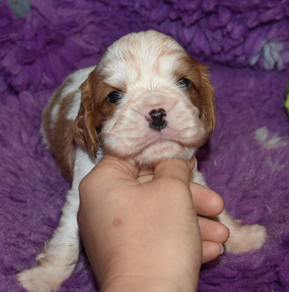 de la maison du ryez - Chiots disponibles - Cavalier King Charles Spaniel