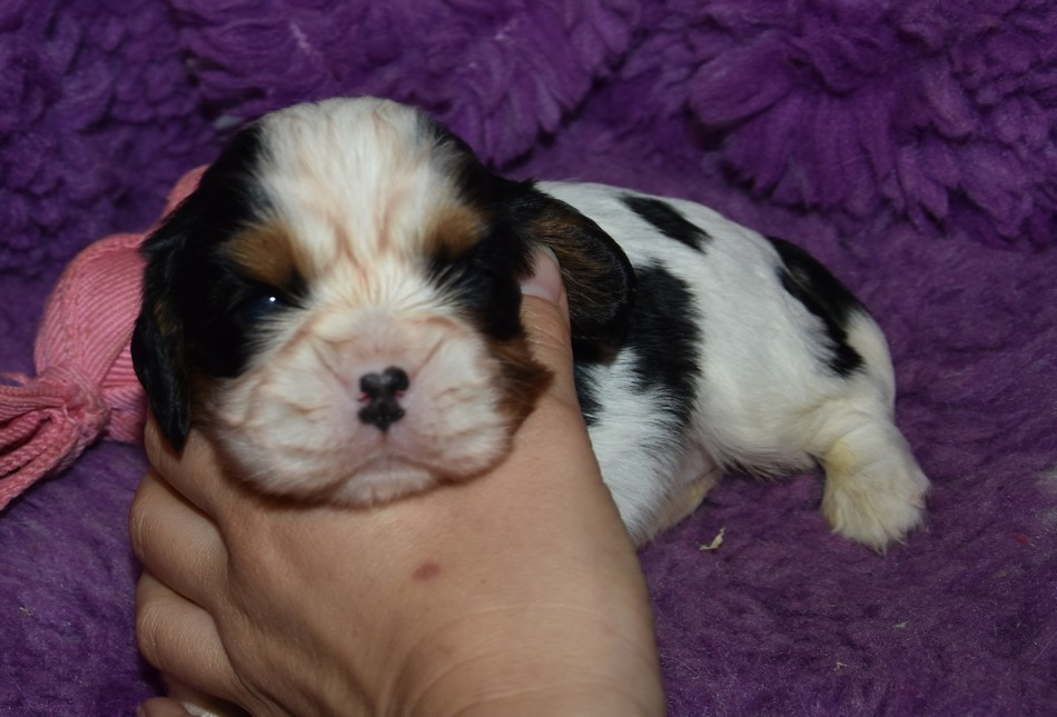 de la maison du ryez - Chiots disponibles - Cavalier King Charles Spaniel