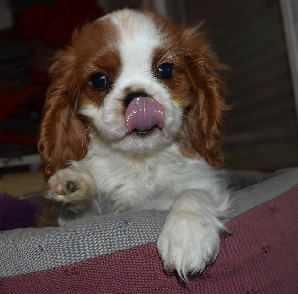 de la maison du ryez - Chiots disponibles - Cavalier King Charles Spaniel