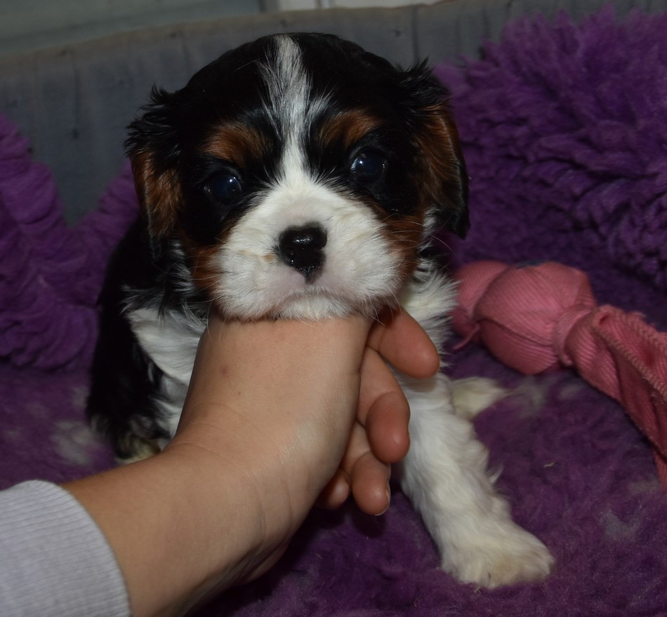 de la maison du ryez - Chiots disponibles - Cavalier King Charles Spaniel