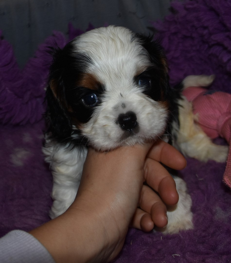 de la maison du ryez - Chiots disponibles - Cavalier King Charles Spaniel