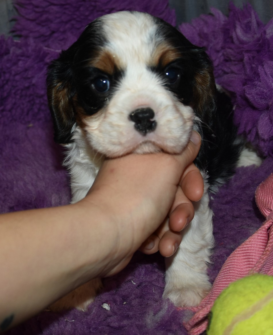 de la maison du ryez - Chiots disponibles - Cavalier King Charles Spaniel