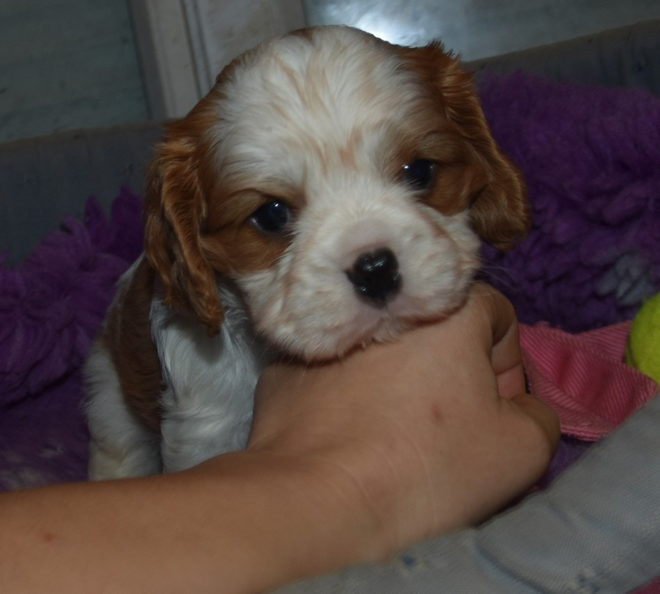 de la maison du ryez - Chiots disponibles - Cavalier King Charles Spaniel