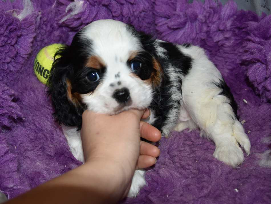 de la maison du ryez - Chiots disponibles - Cavalier King Charles Spaniel