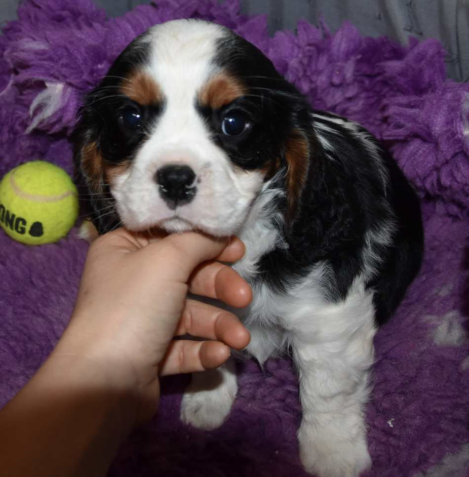 de la maison du ryez - Chiots disponibles - Cavalier King Charles Spaniel