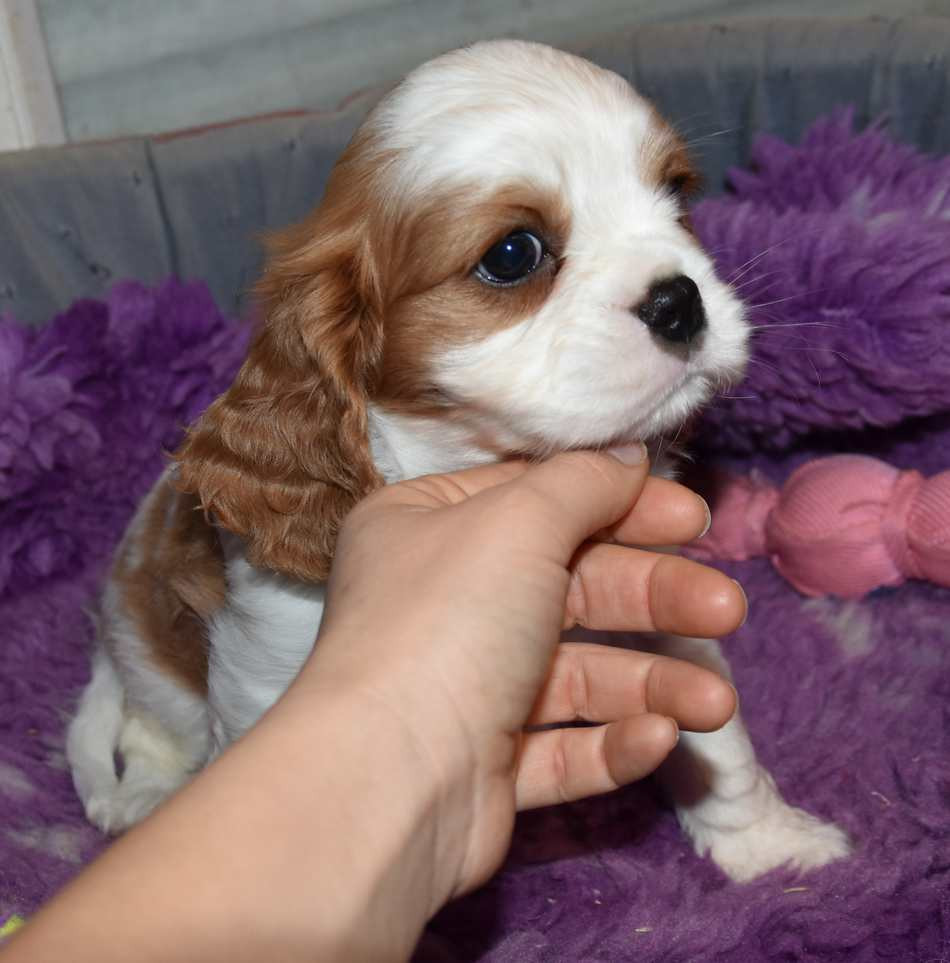 de la maison du ryez - Chiots disponibles - Cavalier King Charles Spaniel