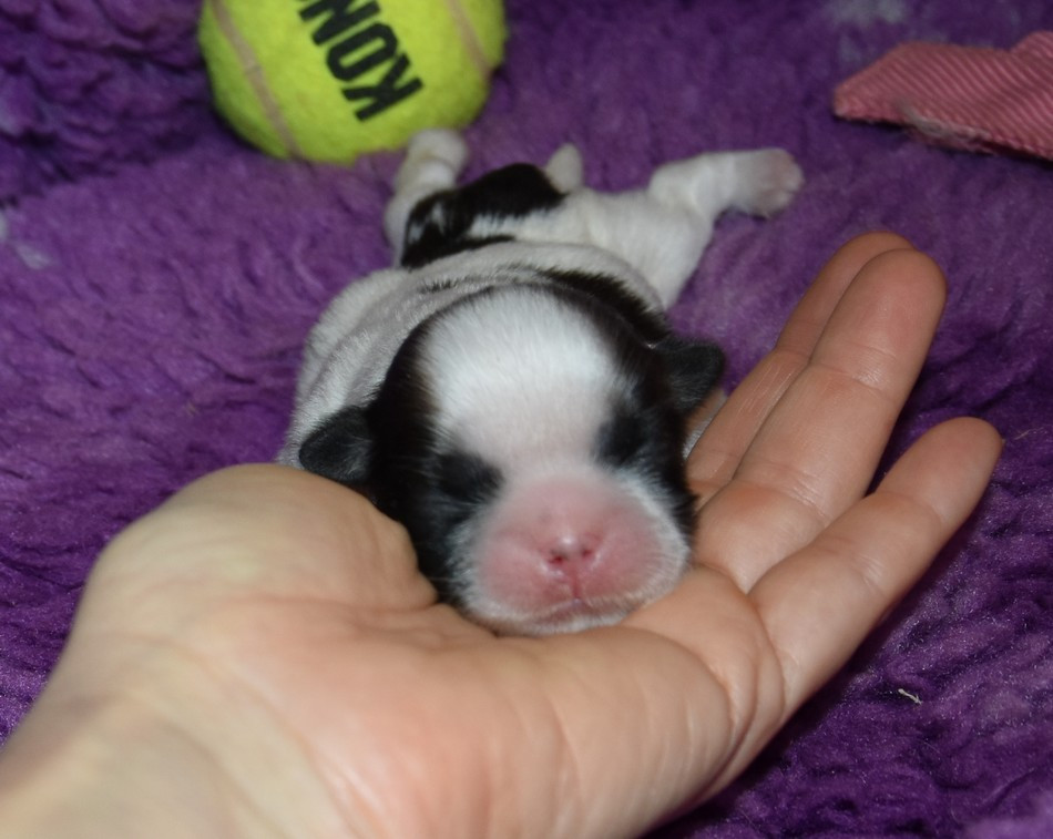 de la maison du ryez - Chiots disponibles - Shih Tzu