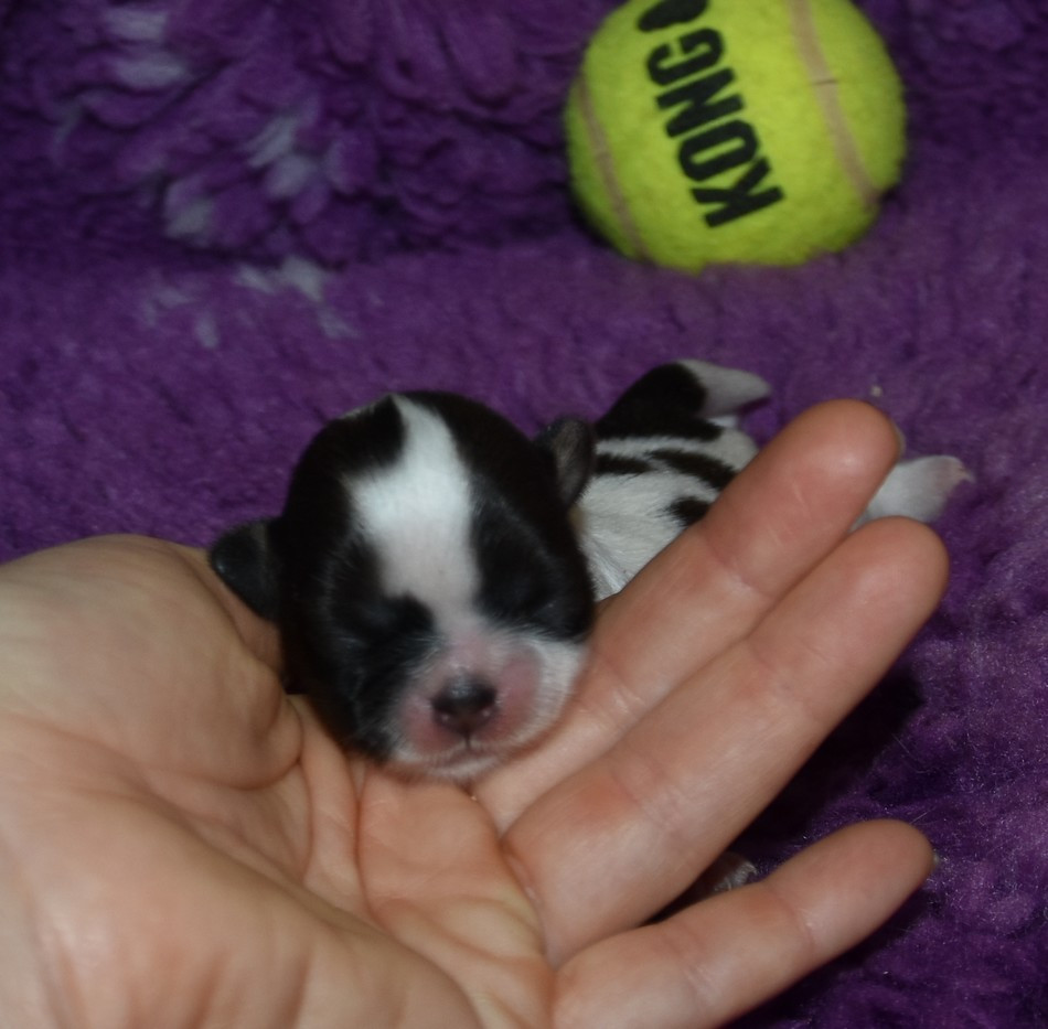 de la maison du ryez - Chiots disponibles - Shih Tzu