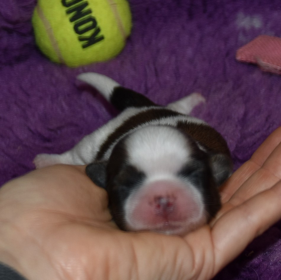 de la maison du ryez - Chiots disponibles - Shih Tzu