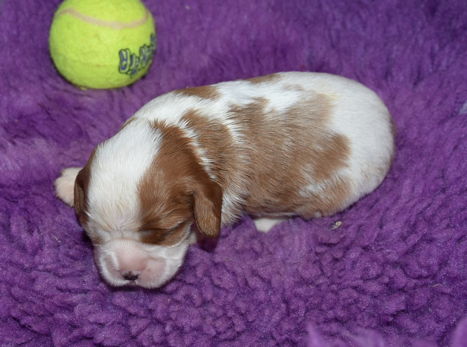 de la maison du ryez - Chiots disponibles - Cavalier King Charles Spaniel