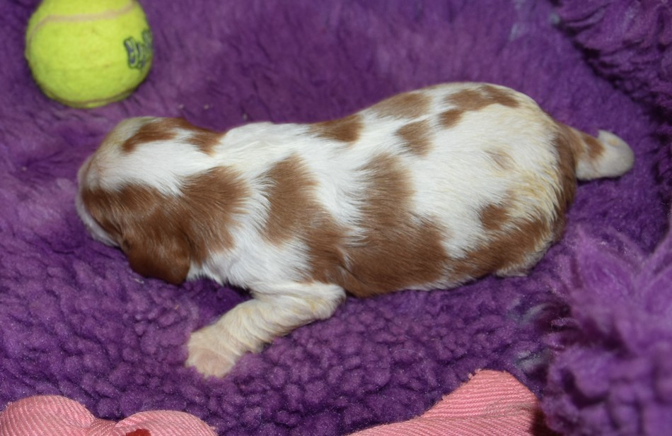 de la maison du ryez - Chiots disponibles - Cavalier King Charles Spaniel