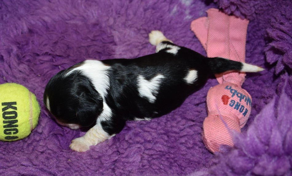 de la maison du ryez - Chiots disponibles - Cavalier King Charles Spaniel