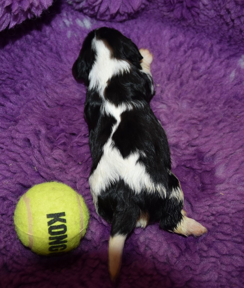 de la maison du ryez - Chiots disponibles - Cavalier King Charles Spaniel