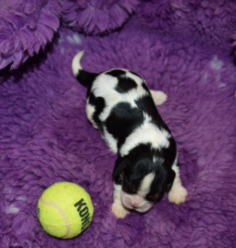 de la maison du ryez - Chiots disponibles - Cavalier King Charles Spaniel