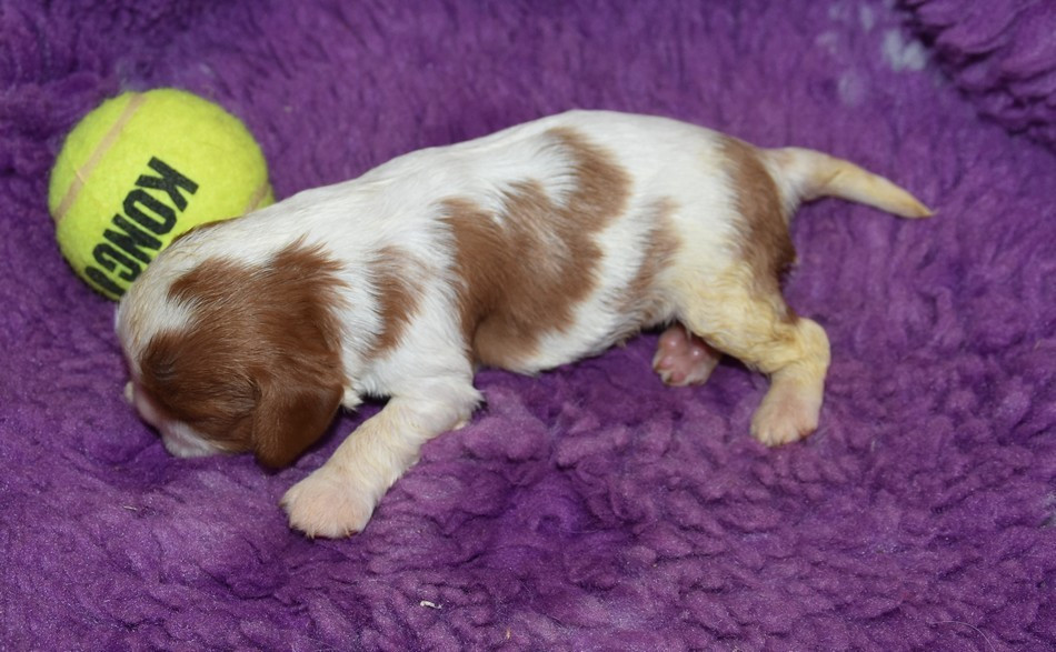 de la maison du ryez - Chiots disponibles - Cavalier King Charles Spaniel