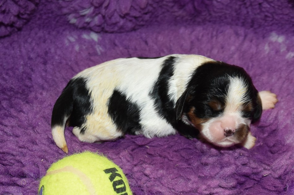 de la maison du ryez - Chiots disponibles - Cavalier King Charles Spaniel