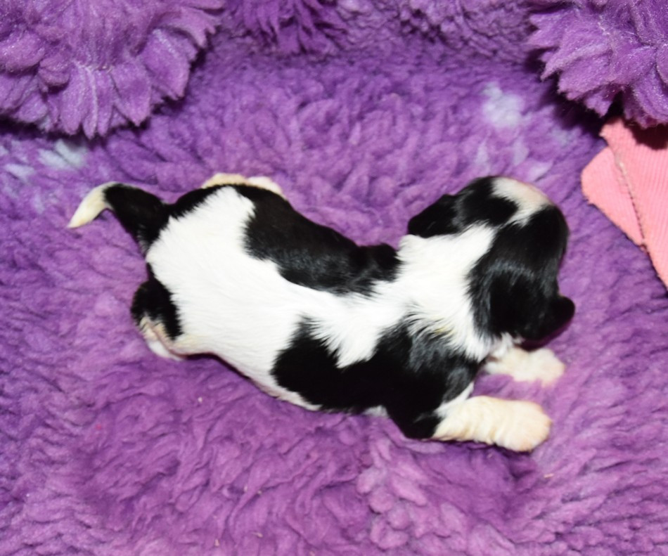 de la maison du ryez - Chiots disponibles - Cavalier King Charles Spaniel