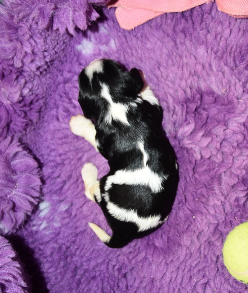 de la maison du ryez - Chiots disponibles - Cavalier King Charles Spaniel