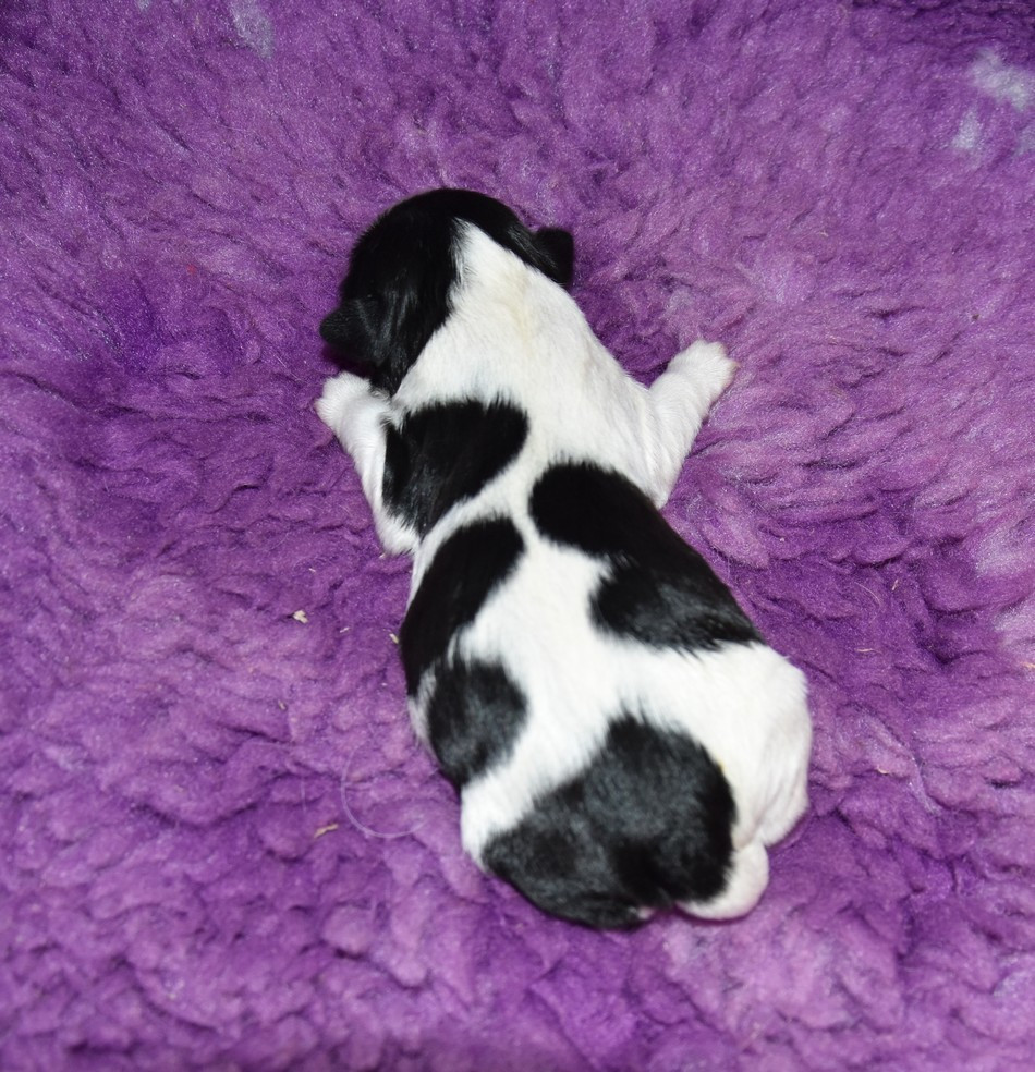 de la maison du ryez - Chiots disponibles - Shih Tzu
