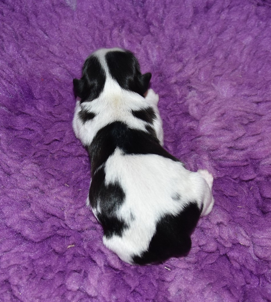 de la maison du ryez - Chiots disponibles - Shih Tzu