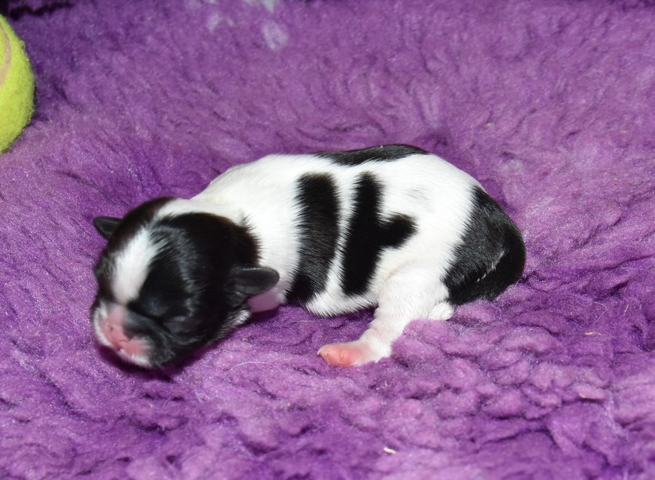 de la maison du ryez - Chiots disponibles - Shih Tzu