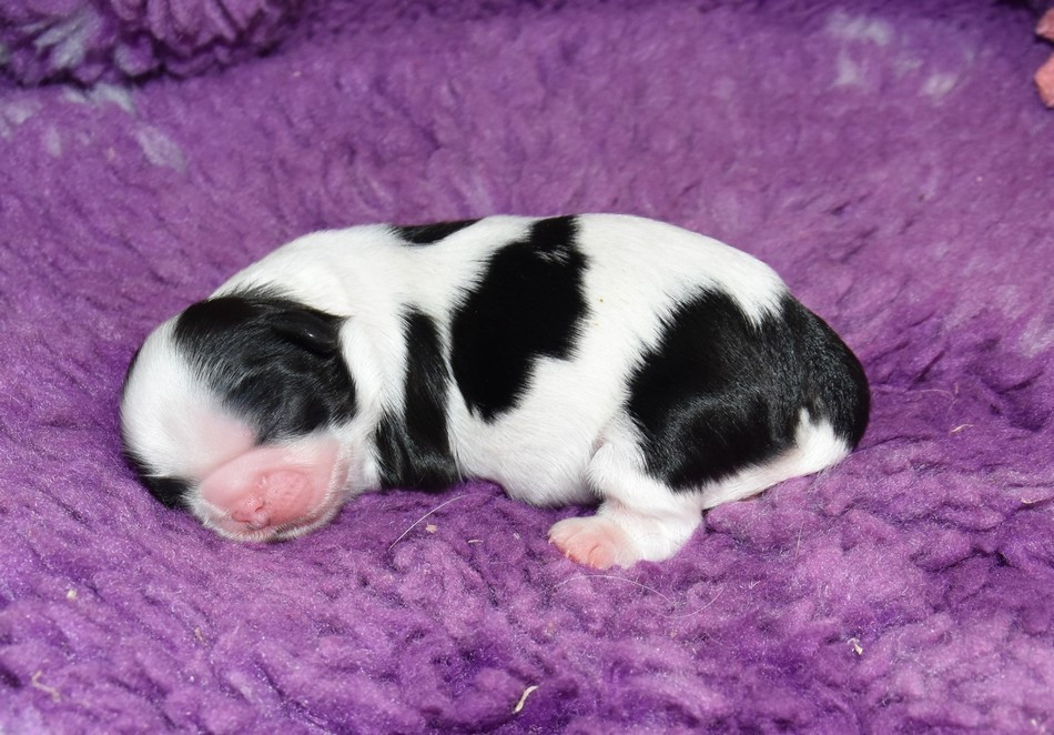 de la maison du ryez - Chiots disponibles - Shih Tzu
