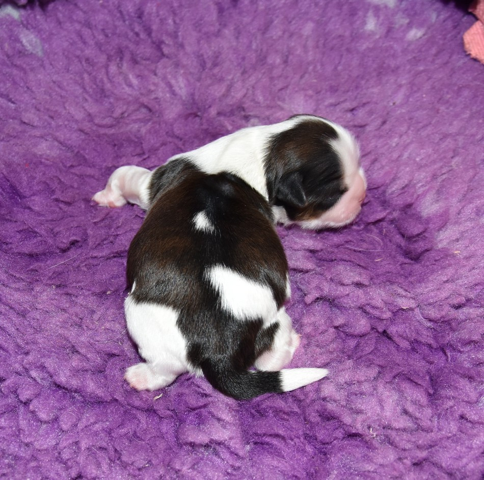 de la maison du ryez - Chiots disponibles - Shih Tzu