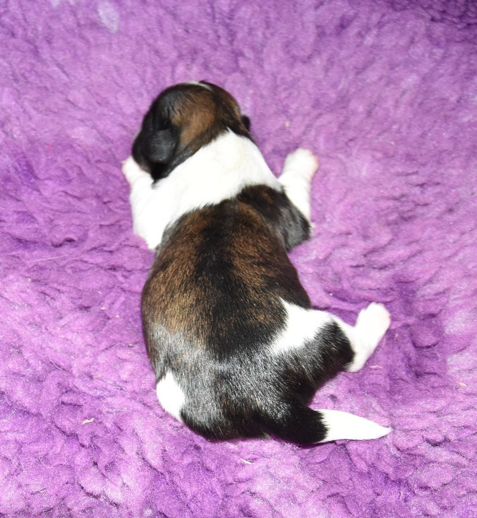 de la maison du ryez - Chiots disponibles - Shih Tzu