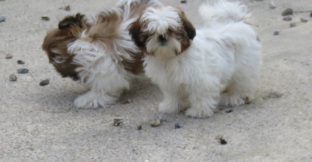 Chiot Shih Tzu de la maison du ryez