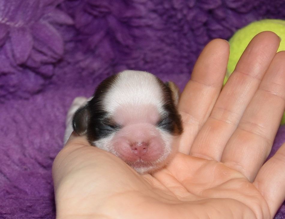 de la maison du ryez - Chiots disponibles - Shih Tzu