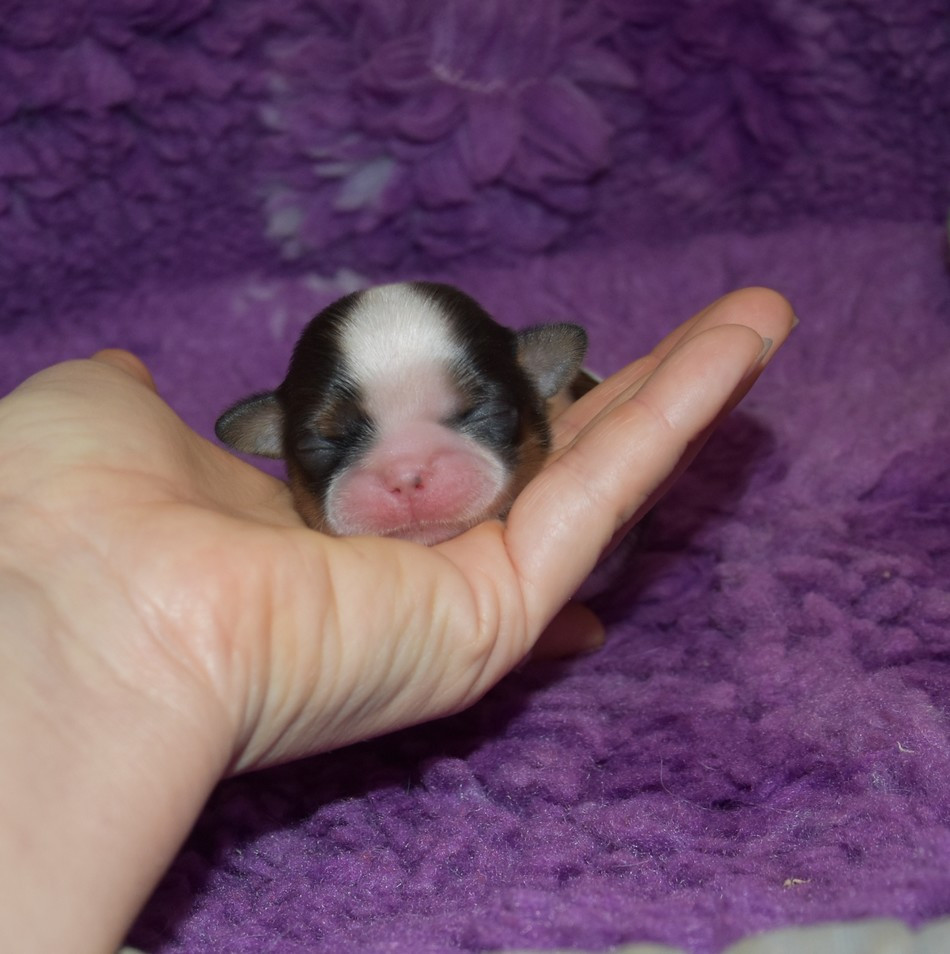 de la maison du ryez - Chiots disponibles - Shih Tzu