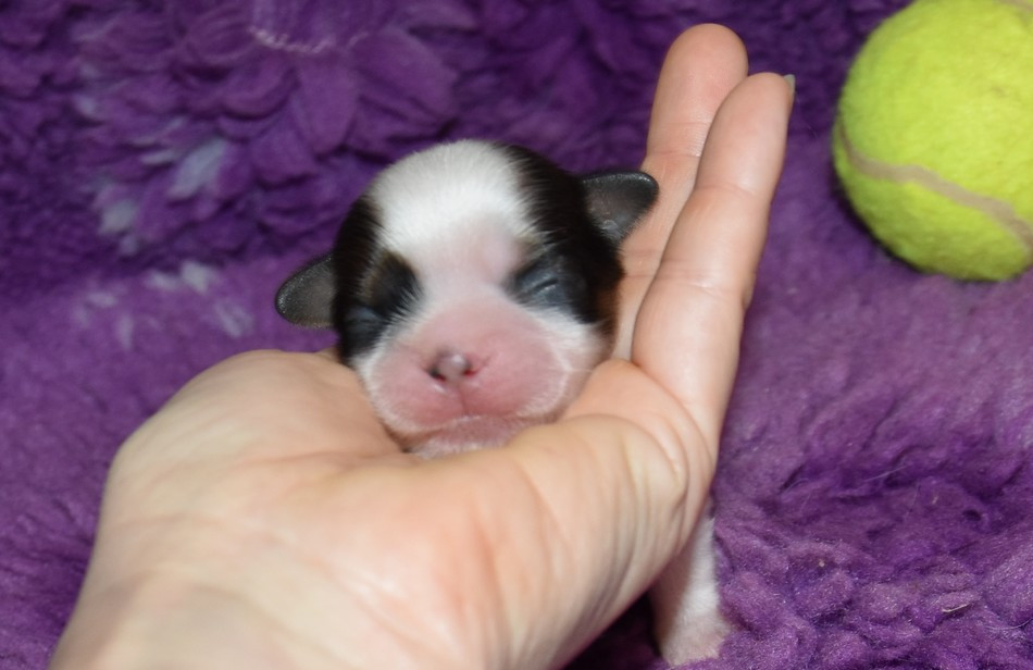 de la maison du ryez - Chiots disponibles - Shih Tzu
