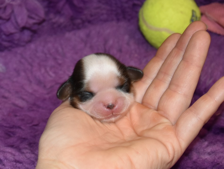 de la maison du ryez - Chiots disponibles - Shih Tzu