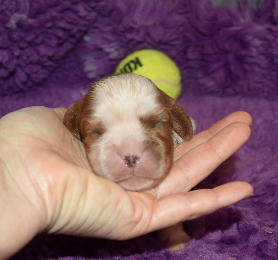 de la maison du ryez - Chiots disponibles - Cavalier King Charles Spaniel