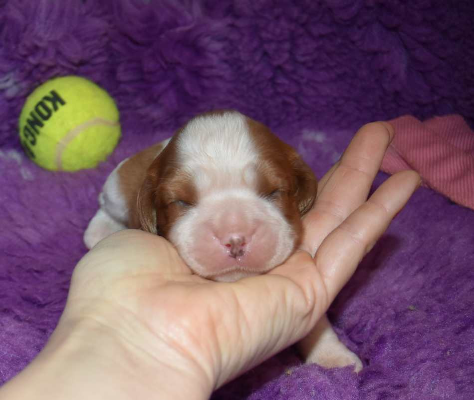 de la maison du ryez - Chiots disponibles - Cavalier King Charles Spaniel