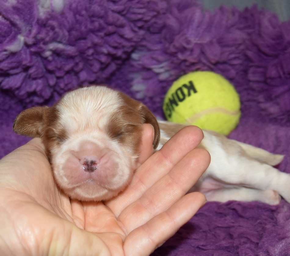 de la maison du ryez - Chiots disponibles - Cavalier King Charles Spaniel