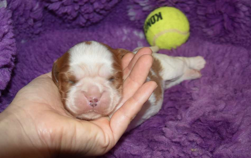 de la maison du ryez - Chiots disponibles - Cavalier King Charles Spaniel