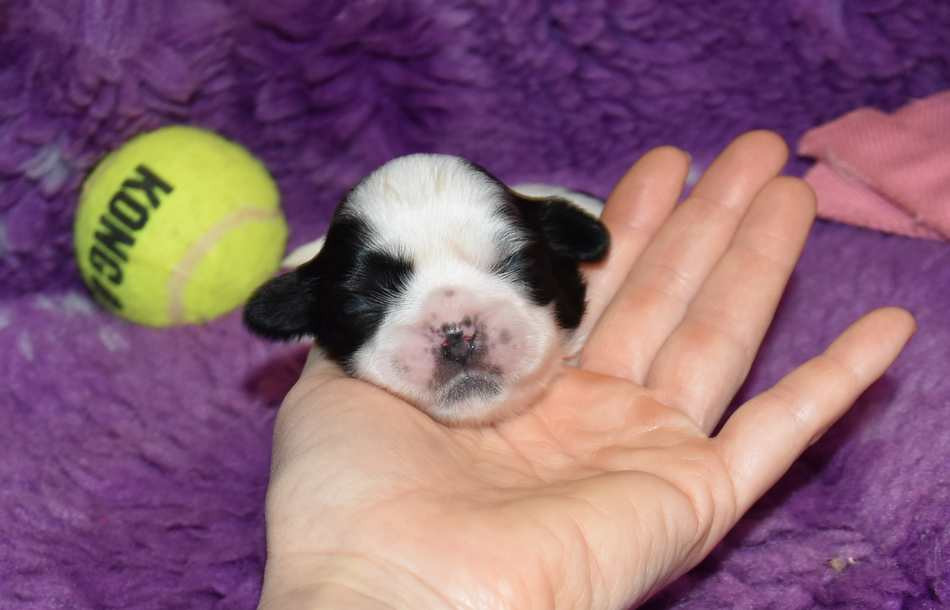 de la maison du ryez - Chiots disponibles - Shih Tzu