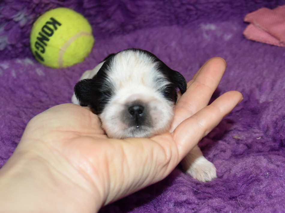 de la maison du ryez - Chiots disponibles - Shih Tzu
