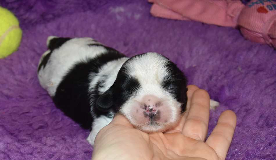 de la maison du ryez - Chiots disponibles - Shih Tzu