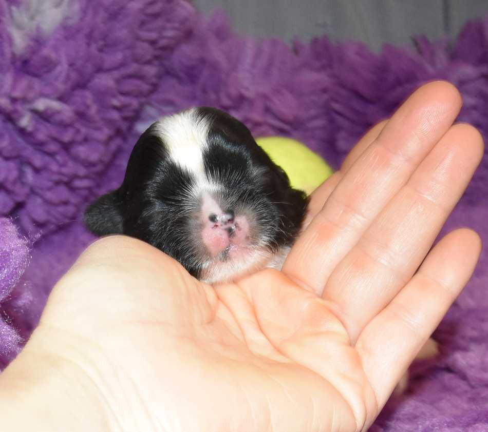 de la maison du ryez - Chiots disponibles - Shih Tzu