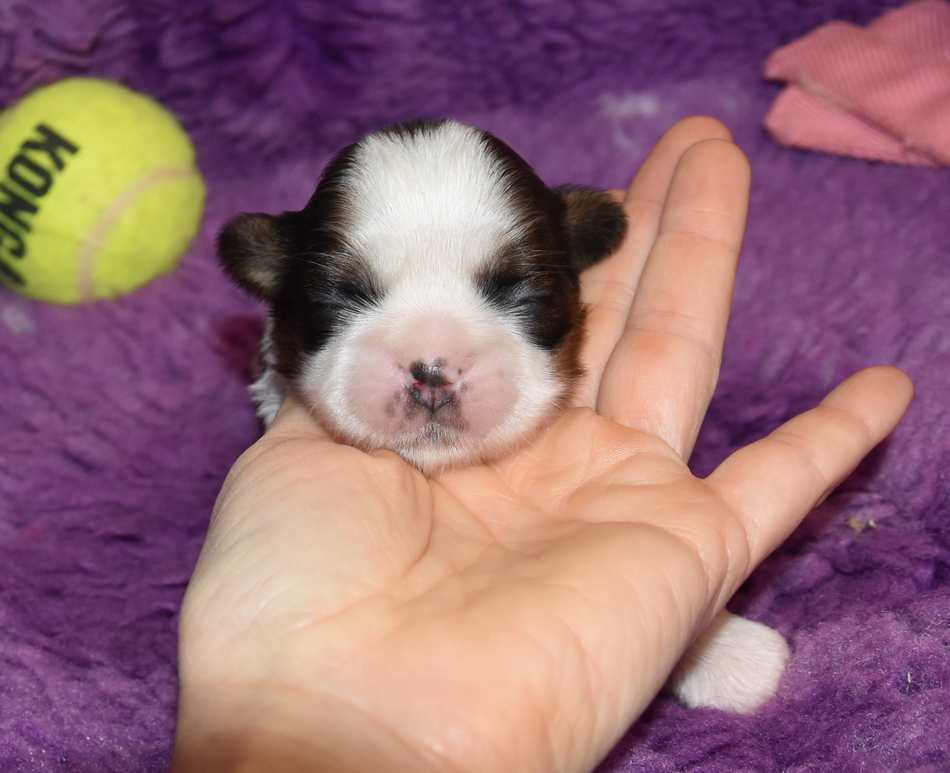 de la maison du ryez - Chiots disponibles - Shih Tzu