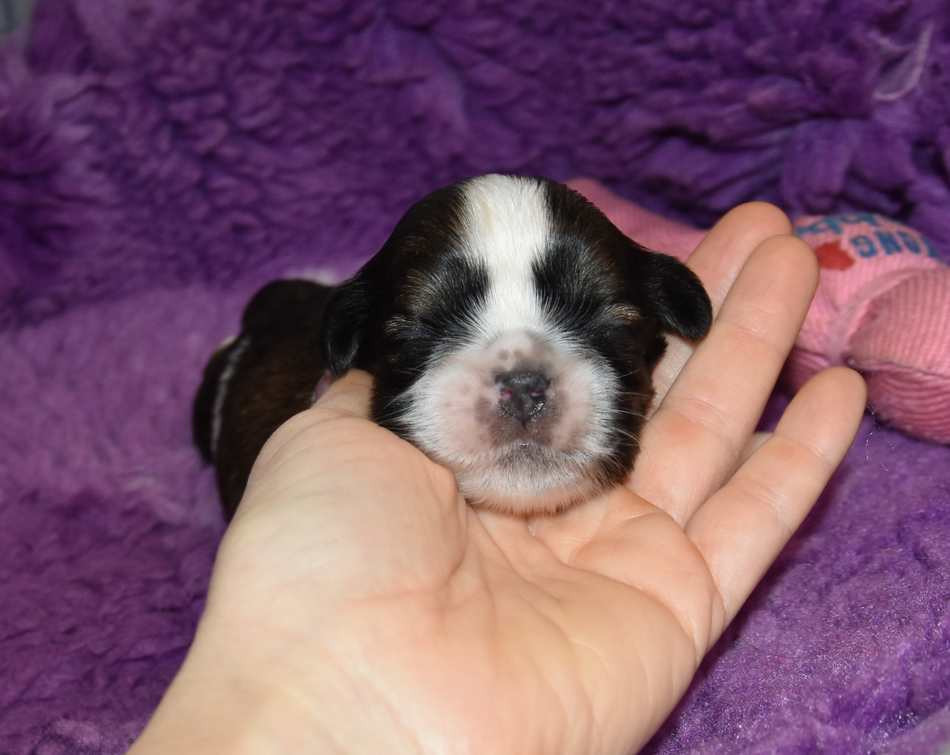 de la maison du ryez - Chiots disponibles - Shih Tzu