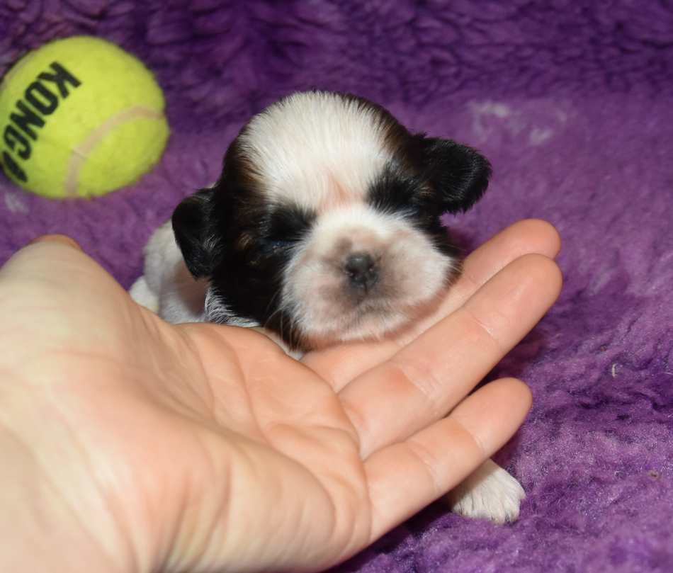 de la maison du ryez - Chiots disponibles - Shih Tzu