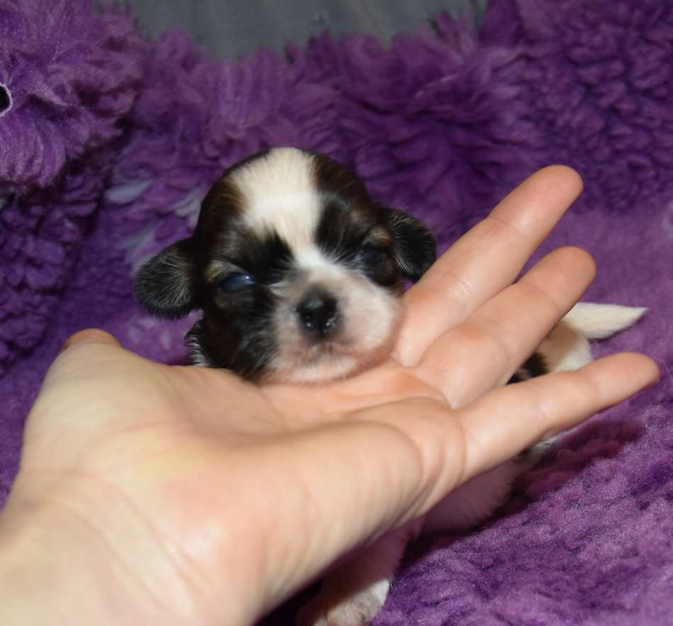 de la maison du ryez - Chiots disponibles - Shih Tzu