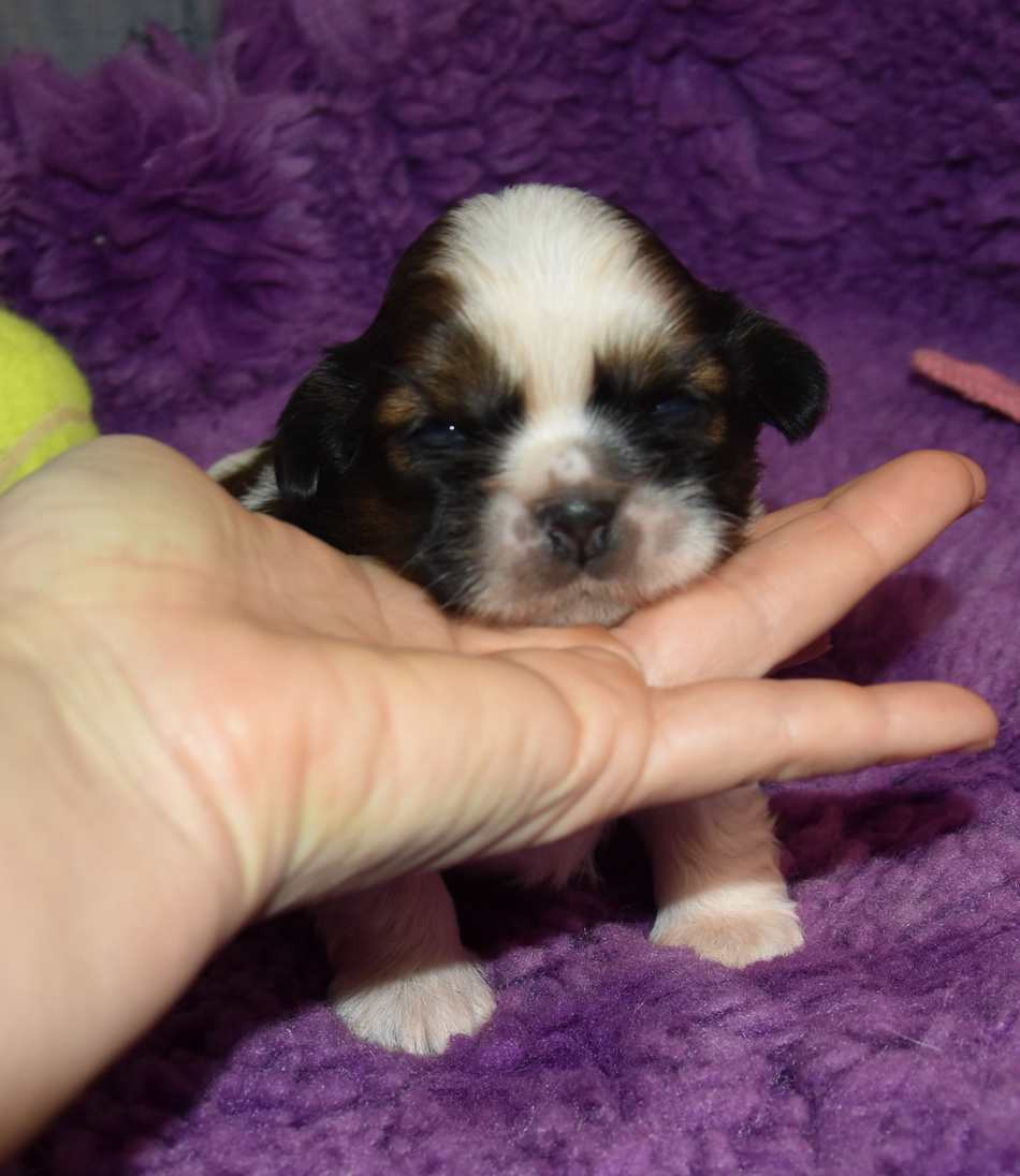de la maison du ryez - Chiots disponibles - Shih Tzu