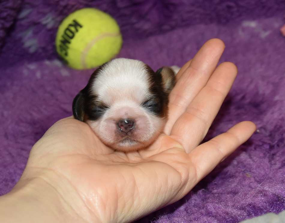 de la maison du ryez - Chiots disponibles - Shih Tzu